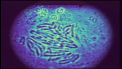 Cells - Components of the Nucleus Instructional Video