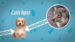 Dogs and Humans: A 30,000-Year Friendship (ft. MinuteEarth) Instructional Video