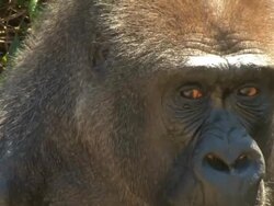 Gorilla face closeup Stock Footage