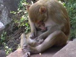 Monkey family Stock Footage