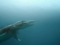 Medium push-in - A swimming dinosaur eats another dinosaur underwater in a computer-generated animation. / Denver, Colorado, USA Stock Footage