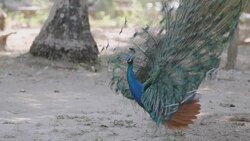 Peacock Stock Footage
