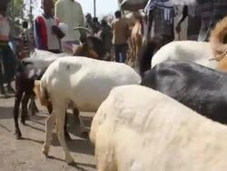 Group of goats at camel fair Stock Footage