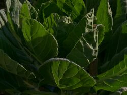 MS T/L Shot of Brussel sprouts / Brussels, Brussels Capital Region, Belgium  Stock Footage