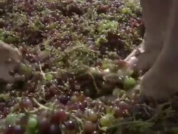 CU Two men stomping grapes with bare feet / Crete, Greece Stock Footage