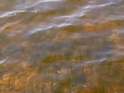 MS Shot of lake water and water in plants / Losheim, Saarland, Germany Stock Footage