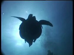 MS pair of silhouetted Green Turtle mating overhead with sun behind, low angle, Sipadan, Borneo, Malaysia Stock Footage