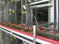 MS Shot of Eggs on conveyor belt / Anseong, Gyeonggi-do, South Korea Stock Footage