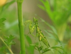 Mantis in action Stock Footage
