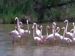 MS Greater Flamingo (phoenicopterus ruber roseus) groupe standing in Swamp at South East of France / Saintes Marie de la Mer, Camargue, France Stock Footage
