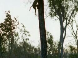 Baboons climbing down tree trunk, MS, Tanzania Stock Footage