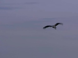 European Cranes (Grus grus) in flight over lake, North East Extremadura in Dehesa. Stock Footage