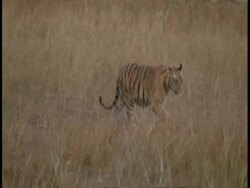 WA Royal Bengal Tiger, Panthera tigris tigris, walking through grass, Bandhavgarh National Park, India Stock Footage
