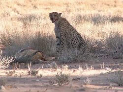 Cheetah sitting next to his killed Springbok Stock Footage