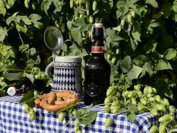 MS Pouring beer in hop garden / Mainburg, Bavaria, Germany Stock Footage