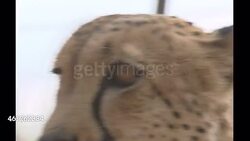 Cheetahs on a cheetah reserve in Namibia News Clip