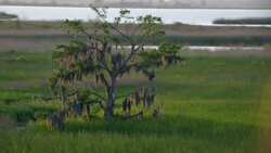 Tree covered with Spanish Moss in Alabama marsh. Stock Footage