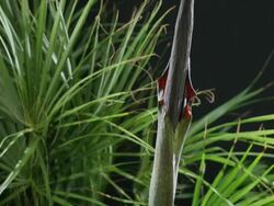 Medium Close Up static _ An Amorphophallus flower grows, blooms, and then wilts Stock Footage