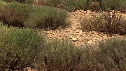 Provence's iconic lavender fields hit by drought News Clip