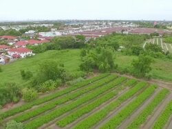 Aerial shot vegetable garden Stock Footage