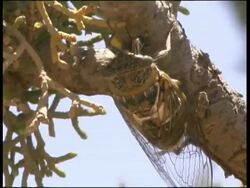 Cicada feeding on bush, Cyprus (with audio) Stock Footage