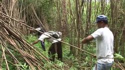 CLEAN: Bizarre safari on remote Philippine island News Clip