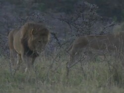 WS PAN TS Lions stretching  walking and laying down in grassland / Tanzania Stock Footage