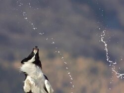 HD Super Slow-Mo: Dog Catching Water Droplets Stock Footage