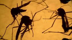 VOICED : EEUU: primer muerte vinculada a zika en Puerto Rico News Clip