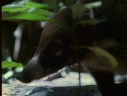 Coati, CU coati portrait, walks off, Panama Stock Footage