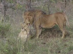  MS Lion standing near to lioness / Tanzania Stock Footage