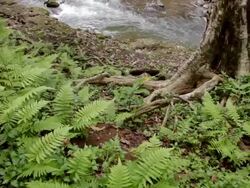MS Shot of ferns and Kapaa Stream running / Kapaa, Kauai, Hawaii, United States Stock Footage