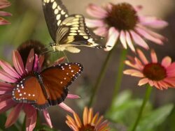 CU SLO MO Shot of Queen, orange butterfly and swallowtail butterfly feeding on pink daisy / Santa Barbara, California, United States Stock Footage