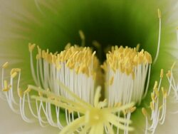 Cactus Flower Close-up Stock Footage