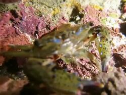 Crab hunting the sea snail Stock Footage