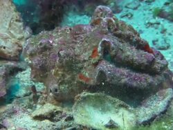 Hermit Crab out of shell, Costa Rica, Pacific Ocean  Stock Footage