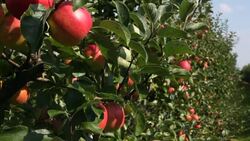 red apples in a row - agriculture on an orchard Stock Footage
