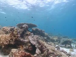 MS TS Woman freediving amongst reef / Sipadan, Sabah, Malaysia Stock Footage