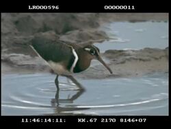 MS Painted snipe wading and feeding Stock Footage