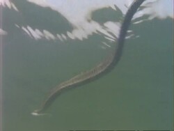 CU underwater view of Grass Snake swimming, UK Stock Footage