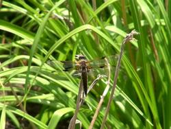 CU Shot of dragonfly / Losheim am See, Saarland, Germany Stock Footage