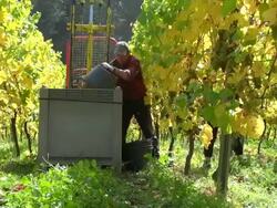 MS Shot of grape harvest in vineyard at Saar Valley / Serrig, Rhineland Palatinate, Germany Stock Footage