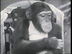 Ham, the chimpanzee, sits strapped in a chair wearing a spacesuit. News Clip