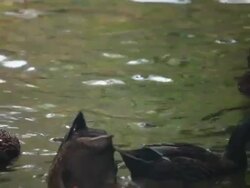 Ducks in water Stock Footage