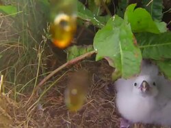 A gull projects bile to defend its nest. Stock Footage
