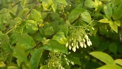 watering White Snowflake Flower or Wrightia antidysenterica Stock Footage