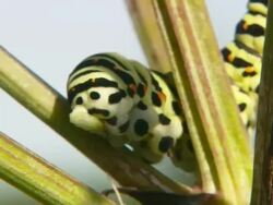 CU Larva moving slowly on rhubarb plant / Visby, Nar, Ljugarn, Gotland, Sweden  Stock Footage