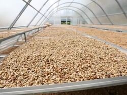 HD crane shot: Coffee beans drying solar plantation house Stock Footage