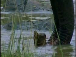 CU Indian Elephant, Elephas maximus, elephant trunk in water, Western Ghats, India Stock Footage