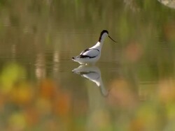 WS View of Pied avocet standing and wading through water with Namaqualand daisies / Namaqualand, Northern Cape, South Africa Stock Footage